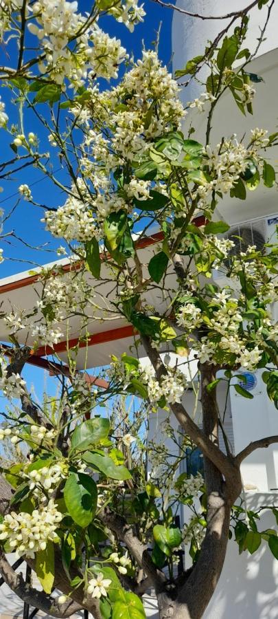 Silvi Mari Apartments Platanes  Dış mekan fotoğraf