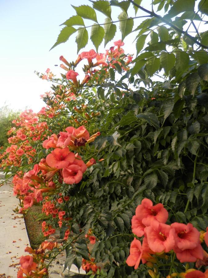 Silvi Mari Apartments Platanes  Dış mekan fotoğraf