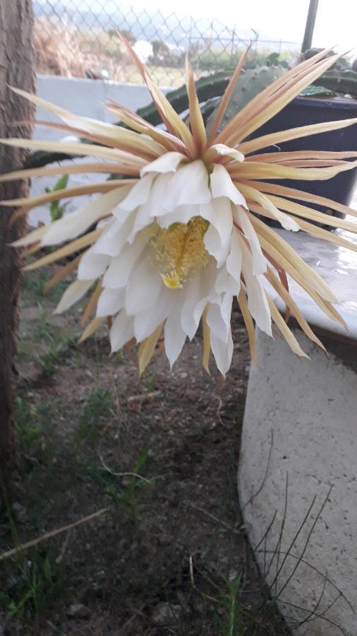 Silvi Mari Apartments Platanes  Dış mekan fotoğraf