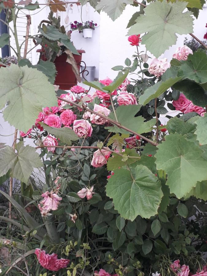 Silvi Mari Apartments Platanes  Dış mekan fotoğraf